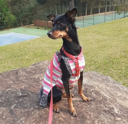 Terras Altas Resort & Convention Center é opção Pet Friendly para a Páscoa